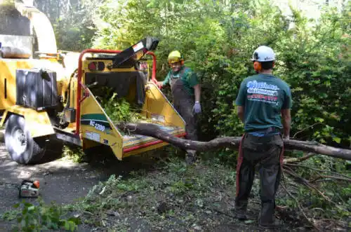 tree services Oakleaf Plantation